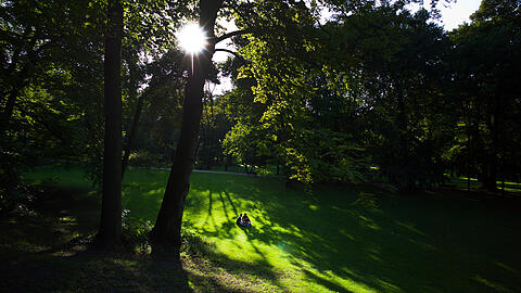 Auch beim MVG-Projekt Tram-Nordtangente durch den Englischen Garten steht der Baumschutz an allerletzter Stelle, kritisiert der Bund Naturschutz, Kreisgruppe München. (Archivbild)
