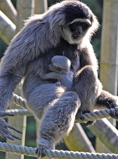 Silbergibbon-Mama Pangrango mit ihrem Baby