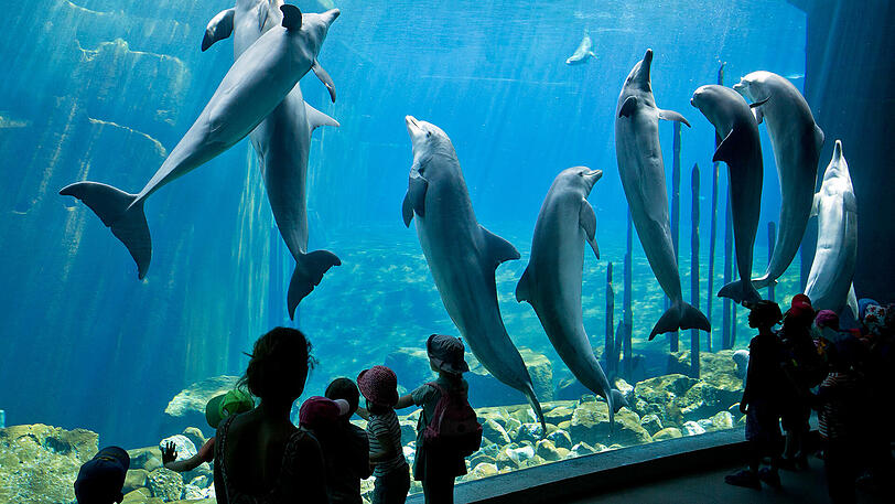 Das Nürnberger Delfinarium steht immer wieder in der Kritik.