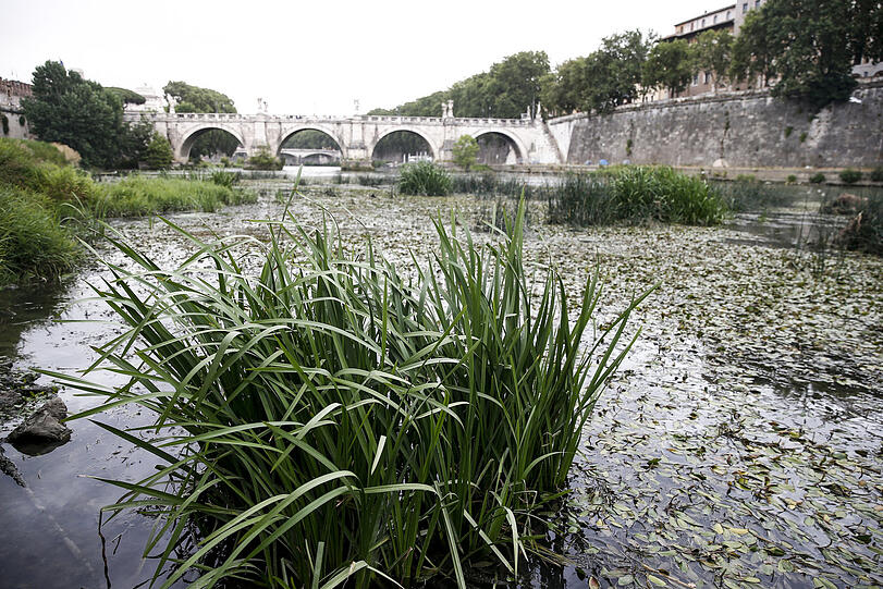 Der Wasserstand des Tibers sinkt, und die Stadt steht vor einem Notstand aufgrund der anhaltenden Trockenheit und den heißen Temperaturen.