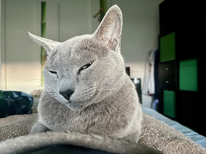 Leopold