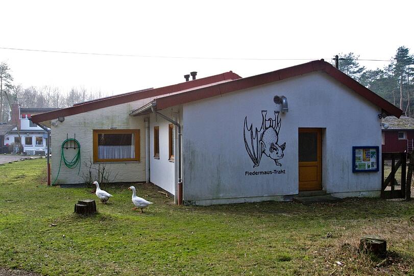 Gänse laufen vor dem Schullandheim Wulsbuettel im Landkreis Cuxhaven aus dem Dennis entführt wurde.