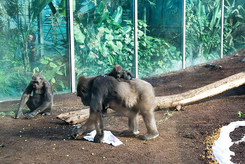 Weitere Bilder aus dem Gorilla-Gehege nach der Taufe.