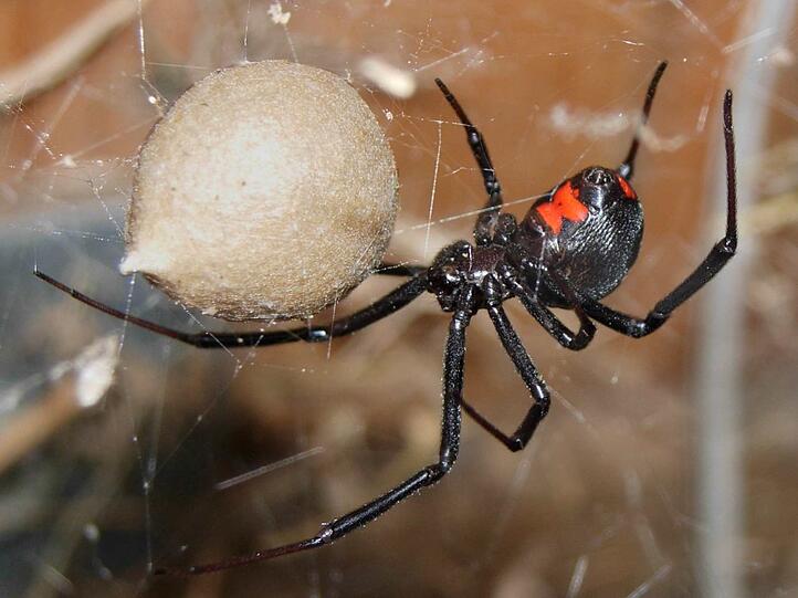 Latrodectus Mactans.