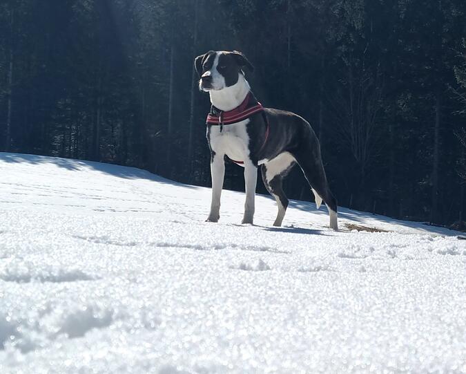 Lya
