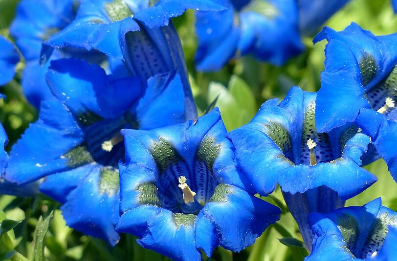 ...blau, blau, blau, blüht der Enzian!
 
Das Enzianblau ist jedes Frühjahr eine Pracht im Garten.