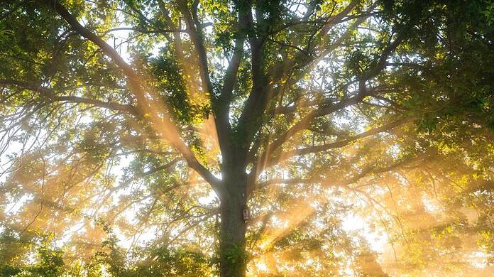Die aufgehende Sonne in der Leinemasch in der Region Hannover. Der Deutsche Wetterdienst DWD sagt für die nächsten Tage eine Hitzewelle mit Temperaturen von bis zu 37 Grad voraus.