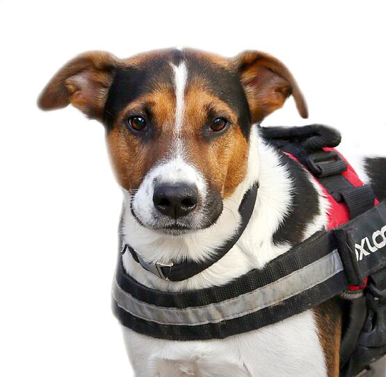 Die Fernseh-Serie "Hier kommt Kalle" hat ihm viele Fans beschehrt: Der Jack-Russell-Terrier bellt auf Platz fünf.
