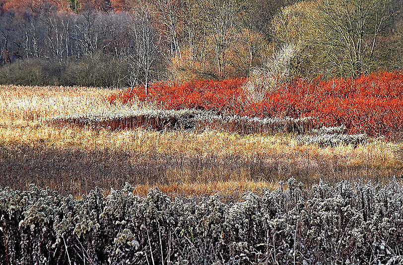 AZ-Leser Peter Fischer: "Noch bestimmen die Farben des Herbstes das Würmmoos bei Leutstetten."