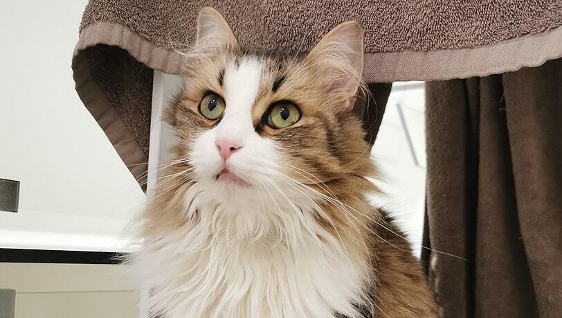 Treuer Blick, wuscheliges Fell: Das Schicksal von Kater Neko schockiert Frankreich underreicht auch die Politik.