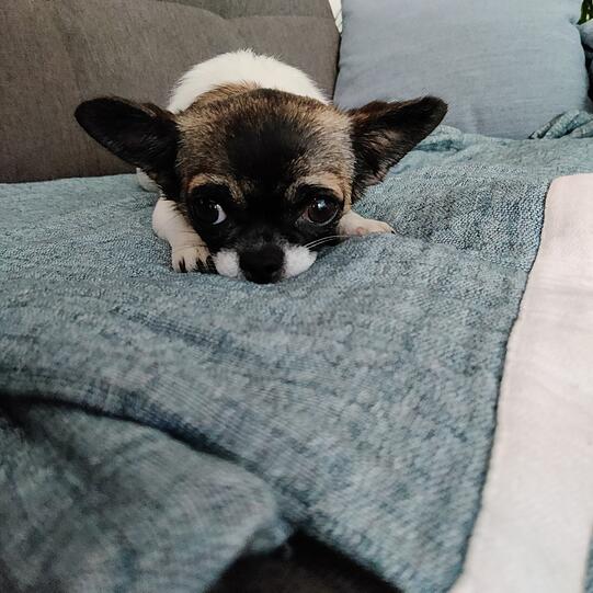 Cookie ist 4 Jahre und lebt nach 3 Regeln: 1. Alleinsein? Nein. 2. Decken? Meine. 3. Anfassen? Nur für VIPs (Faust geht immer). Einst ängstlich, heute Mini-Abenteurerin an der Isar – folgt sie perfekt: Bäcker, Couch, Klo uvm. Lieblingsmoves: Slalom, Rückensprung, Drehen und Betteln.