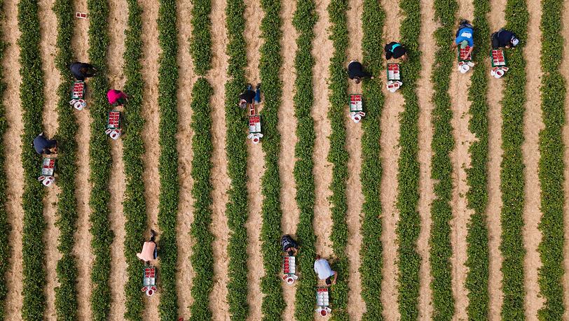 Erntehelfer pflücken auf einem Feld Erdbeeren.