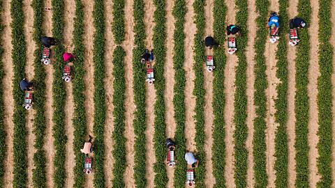 Erntehelfer pflücken auf einem Feld Erdbeeren.
