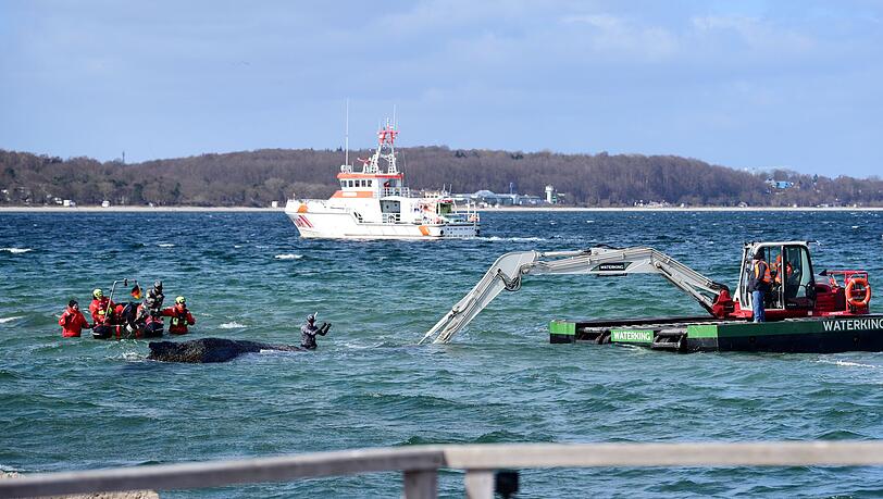 Der Schwimmbagger arbeitet direkt um den gestrandeten Wal herum.