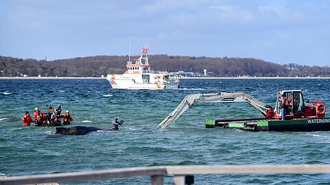 Der Schwimmbagger arbeitet direkt um den gestrandeten Wal herum.