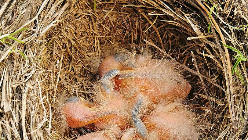 Mehrere Amselbabys liegen allein in einem Nest in München.
