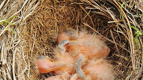 Mehrere Amselbabys liegen allein in einem Nest in München.