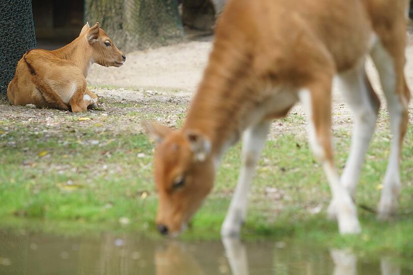 Die Banteng-Familie hat mit dem Nachwuchs jede Menge Trubel auf der Anlage. Sie niedlichen Bilder...