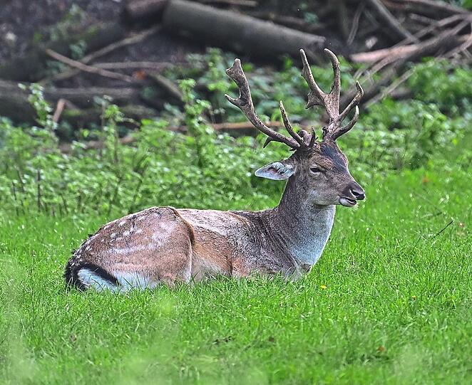 Zwei Hektar haben das Damm- und das Muffelwild im Hirschgarten ganz für sich. Mal abgesehen von den Zuschauern.