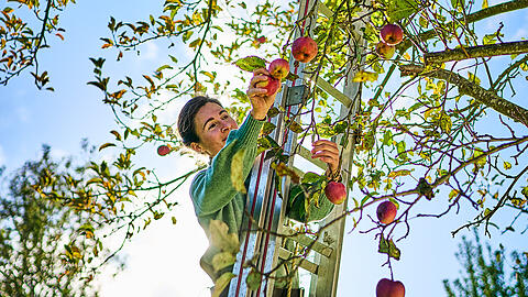 Frisch vom Baum ist der Streuobst-Apfel ein gesunder Genuss.