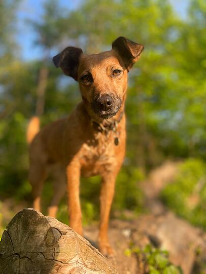 Lotti