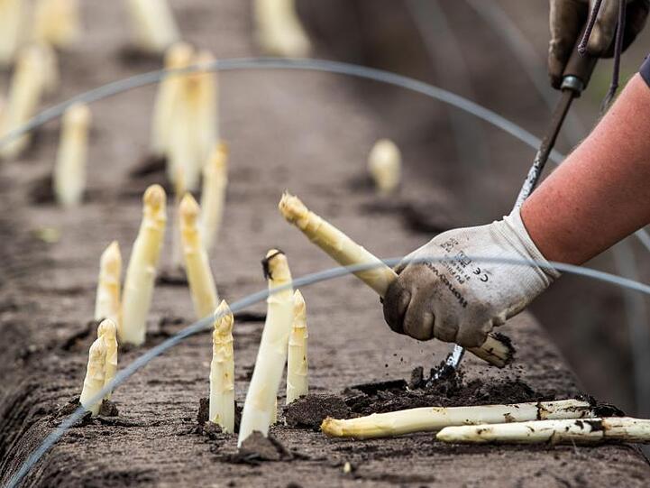 Polnische Helfer ernten auf einem Feld den ersten Spargel der Saison.