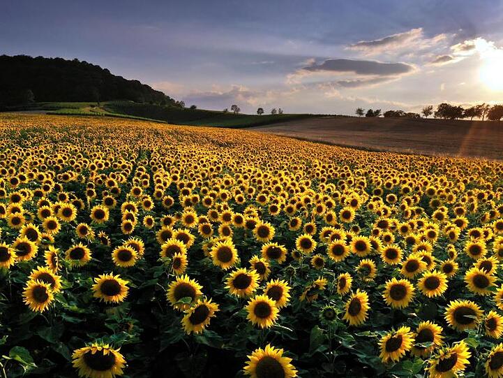 Sonnenblumen stehen auf einem Feld nahe des Schwanberges im Abendlicht. Foto: Karl-Josef Hildenbrand/dpa/Archivbild