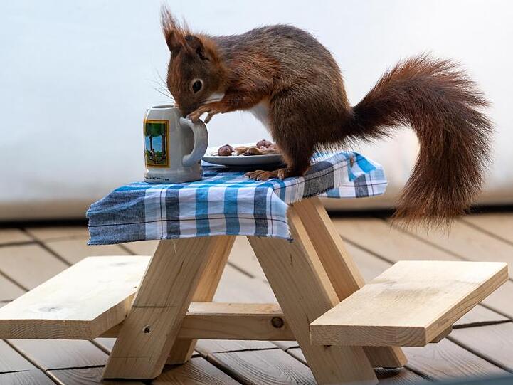 Ein Eichhörnchen futtert auf einer extra angefertigten kleinen Bierbank Nusskerne von einem Teller. Foto: Peter Kneffel/dpa/Archivbild