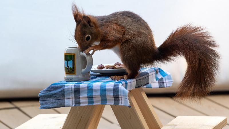 Ein Eichhörnchen futtert auf einer extra angefertigten kleinen Bierbank Nusskerne von einem Teller. Foto: Peter Kneffel/dpa/Archivbild Ein Eichhörnchen futtert auf einer extra angefertigten kleinen Bierbank Nusskerne von einem Teller. Foto: Peter Kneffel/dpa/Archivbild