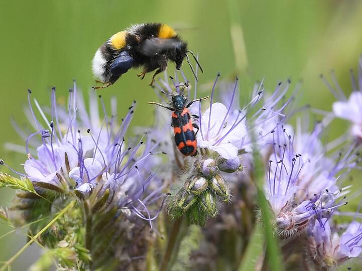 Auf einem Blühstreifen fliegt eine Hummel eine blühende Phacelia an. Foto: Arne Dedert/dpa/Illustration