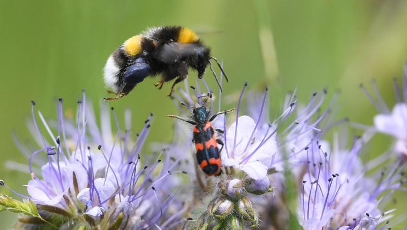 Auf einem Blühstreifen fliegt eine Hummel eine blühende Phacelia an. Foto: Arne Dedert/dpa/Illustration Auf einem Blühstreifen fliegt eine Hummel eine blühende Phacelia an. Foto: Arne Dedert/dpa/Illustration