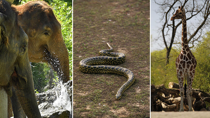 Der Tierpark Hellabrunn zählt zu den tier- und artenreichsten Zoos Europas.