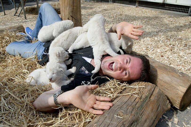 Löwentrainer Martin Lacey jr. liegt in Kempten (Allgäu) im Löwengehege und spielt mit den sechs jungen weißen Löwen.