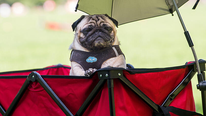 Auch den Vierbeinern macht die Hitze zu schaffen - hier Mops Henry.