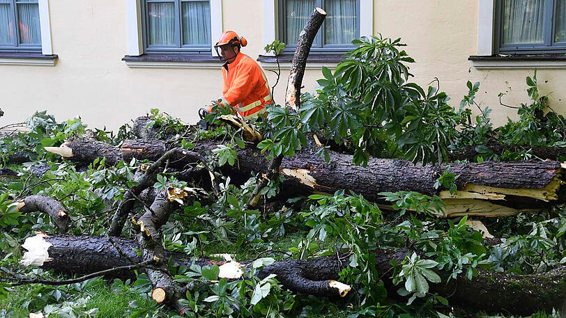 Infolge des heftigen Unwetters waren Teile einer 30 Meter hohen Kastanie im Schlosspark abgebrochen.