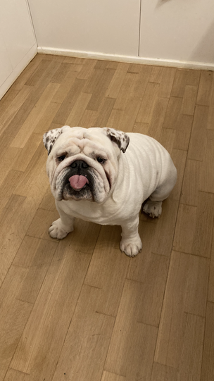 Ludwig hat zwar keine besonderen Fähigkeiten, aber der liebste, dankbarste, lustigste und süßeste Hund, der jede Sekunde unser Leben bereichert. 2023 haben wir ihn über einen TSV aus einem Shelter in Ungarn gerettet.