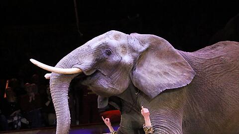 Was ist denn hier passiert? Klicken Sie sich durch die neuesten Fotos aus dem Circus Krone.