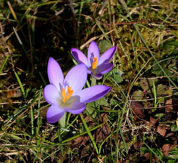 Februar 2014 - der verfrühte Frühling in Obermenzing: Wildkrokusse.