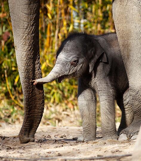 So süß! Am Dienstag hatte das bisher noch namenlose Elefantenmädchen offiziellen Fototermin im Freigehege des Tierparks Hellabrunn. Gemeinsam mit Mamma Panang und noch ein wenig tollpatschig erkundete das Dickhäuter-Baby seine neue Umgebung.