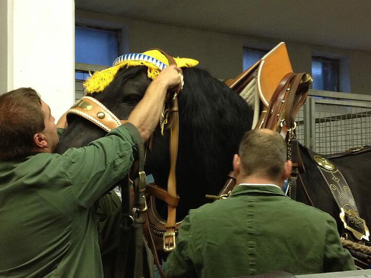 Pferd Hugo gibt den Widerstand auf und lässt sich schmücken.