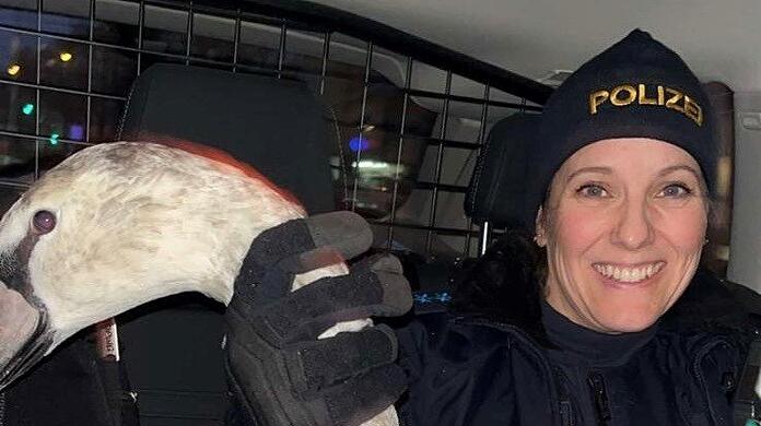 Der Schwan auf dem Weg in den Westpark.  Foto: Polizei
