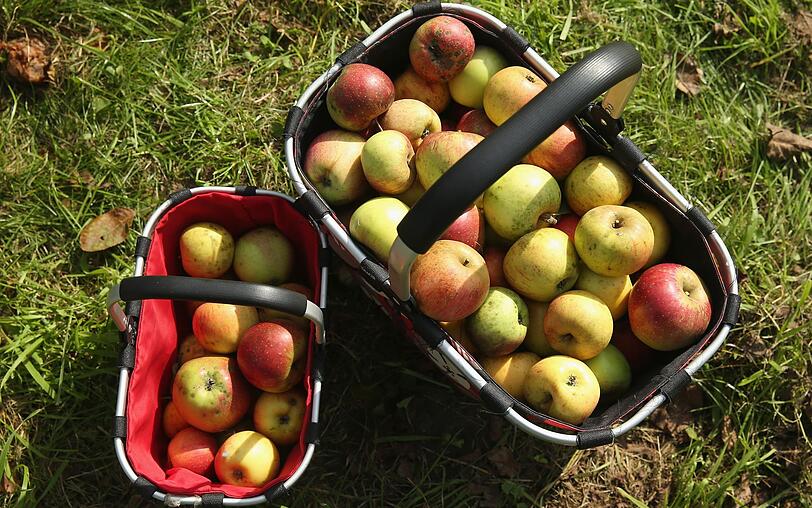 Auch wenn Apfel, Heidelbeere und Banane nicht im Ranking vorkommen, bedeutet das natürlich nicht, dass sie nicht gesund sind. Doch die Liste wurde nach sehr strengen Kriterien erstellt, sodass es neben der Zitrone nur sechs weitere Obstsorten hineinschafften. Auch wenn Apfel, Heidelbeere und Banane nicht im Ranking vorkommen, bedeutet das natürlich nicht, dass sie nicht gesund sind. Doch die Liste wurde nach sehr strengen Kriterien erstellt, sodass es neben der Zitrone nur sechs weitere Obstsorten hineinschafften.