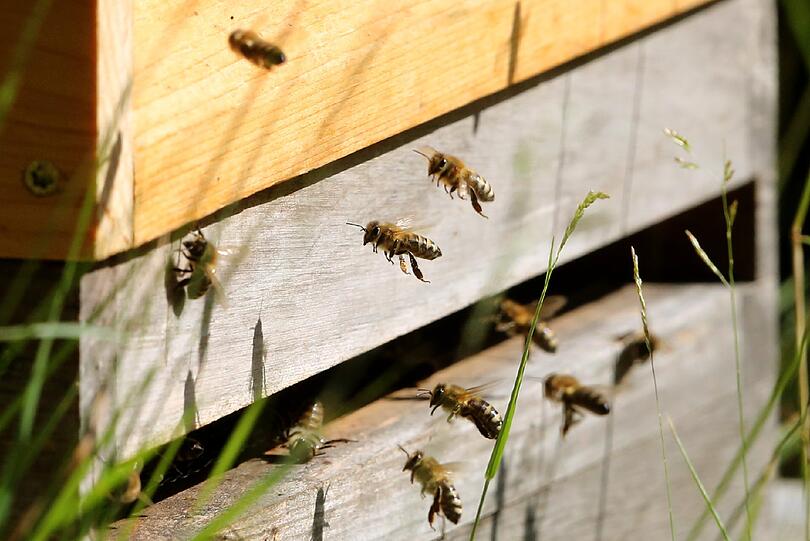 Bienen im Anflug auf einen Bienenstock.