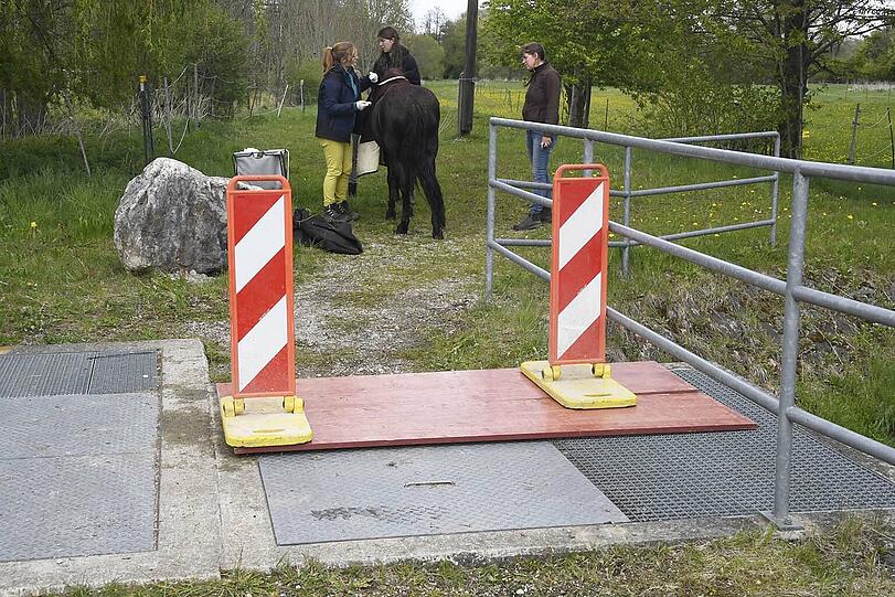 Die Shetland-Stute "Hastika" konnte von den Feuerwehrleuten gerettet werden.