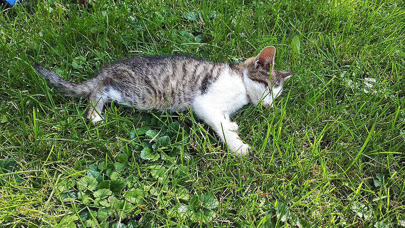 Die Katzen verwahrlosen auf dem Hof, etliche von ihnen waren von unzähligen Fliegenlarven übersät. Der Zustand einiger Tiere war so verheerend, dass sie eingeschläfert werden mussten.