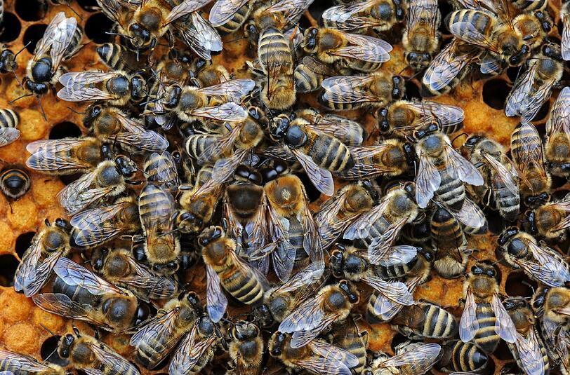 Ein Bienen-Schwarm hat einen 28-jährigen Autofahrer und seine schwangere Frau in Reit im Winkel angegriffen