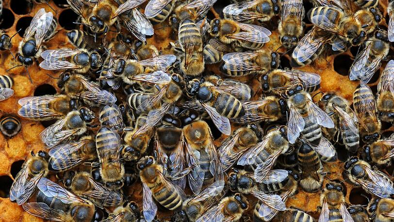 Ein Bienen-Schwarm hat einen 28-jährigen Autofahrer und seine schwangere Frau in Reit im Winkel angegriffen Ein Bienen-Schwarm hat einen 28-jährigen Autofahrer und seine schwangere Frau in Reit im Winkel angegriffen