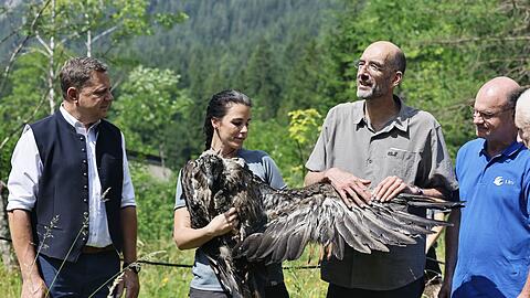 Bartgeier Zierli wurde zusammen mit Jungtier Alosa zur Auswilderungsnische im Klausbachtal gebracht.