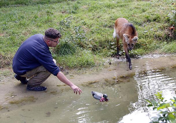 Ein Tierpfleger beschäftigt einen Mähnenwolf (Archivbild). Für jede Überstunde gibt es 30 Prozent vom Stundenlohn extra. Ein Tierpfleger beschäftigt einen Mähnenwolf (Archivbild). Für jede Überstunde gibt es 30 Prozent vom Stundenlohn extra.