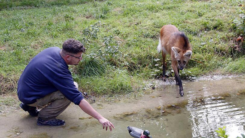 Ein Tierpfleger beschäftigt einen Mähnenwolf (Archivbild). Für jede Überstunde gibt es 30 Prozent vom Stundenlohn extra. Ein Tierpfleger beschäftigt einen Mähnenwolf (Archivbild). Für jede Überstunde gibt es 30 Prozent vom Stundenlohn extra.